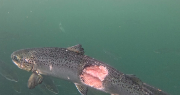 Consumer Warning Issued Over ‘Organic’ Salmon Exposed to Banned Chemicals