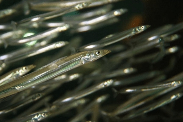 danish sandeel fishery 2025