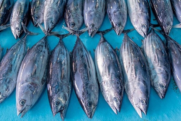 Europêche imported fishery products