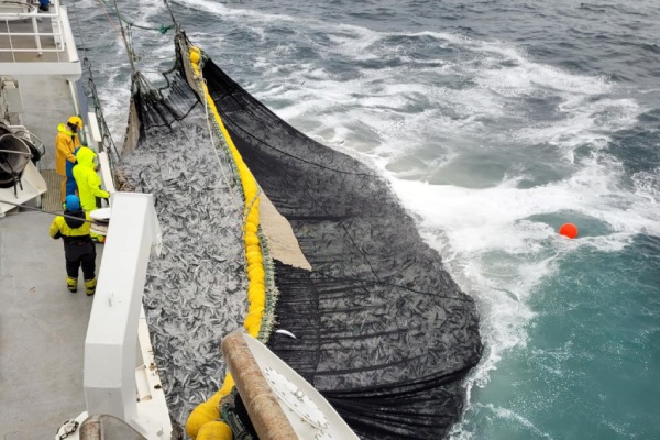 week 34 norwegian pelagic