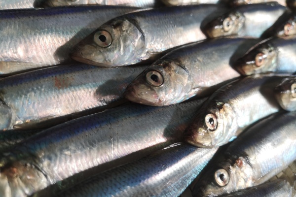 scottish north sea herring 2025