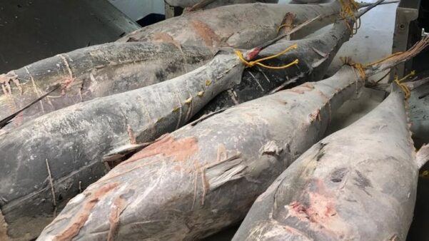 Europêche Welcomes New EU Brine Rule For Seafood Safety