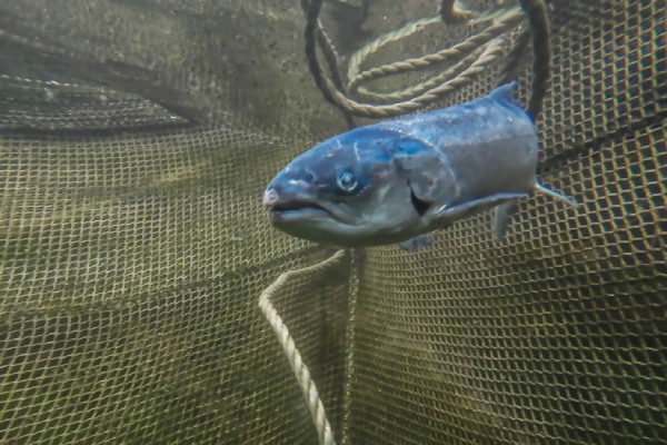 Tribunal Ruling Clears Way for Organic Salmon Inspection Reports