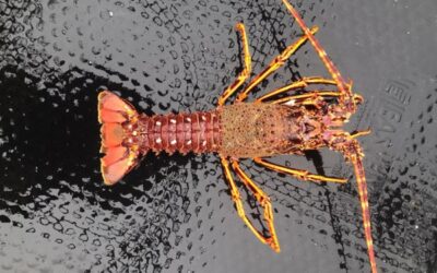 Irish Salmonid and Spiny Lobster Exports to USA Resume