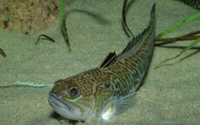 Danish Partnership Undertakes Greater Weever Trial Fishery in Kattegat