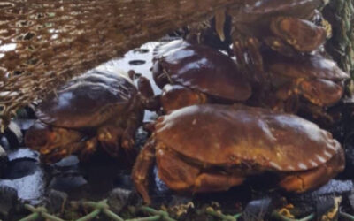 Exploring Atlantic Brown Crab with the Marine Institute’s Dr Oliver Tully